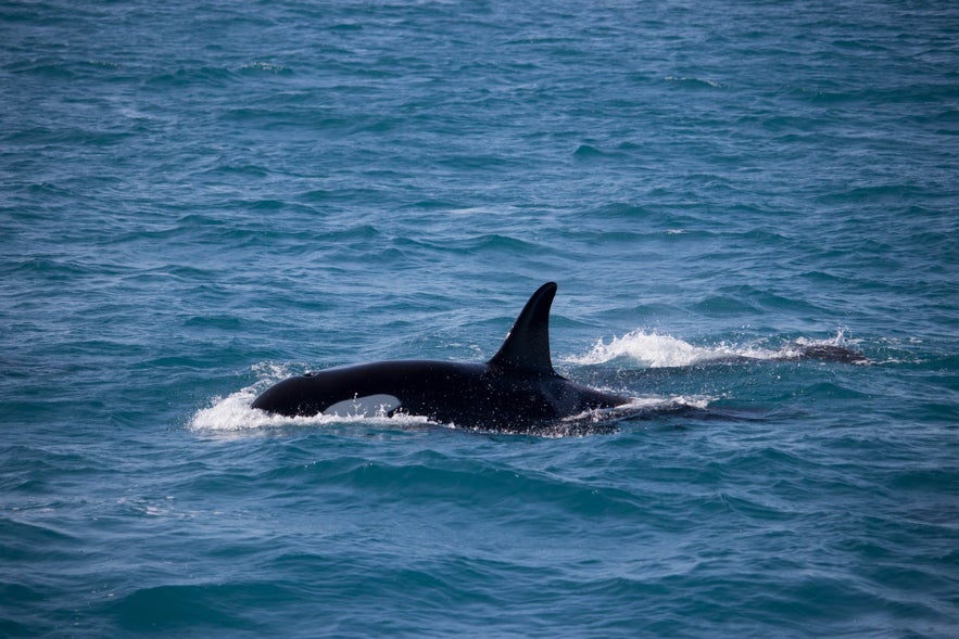 An orca appears in Iceland's waters.