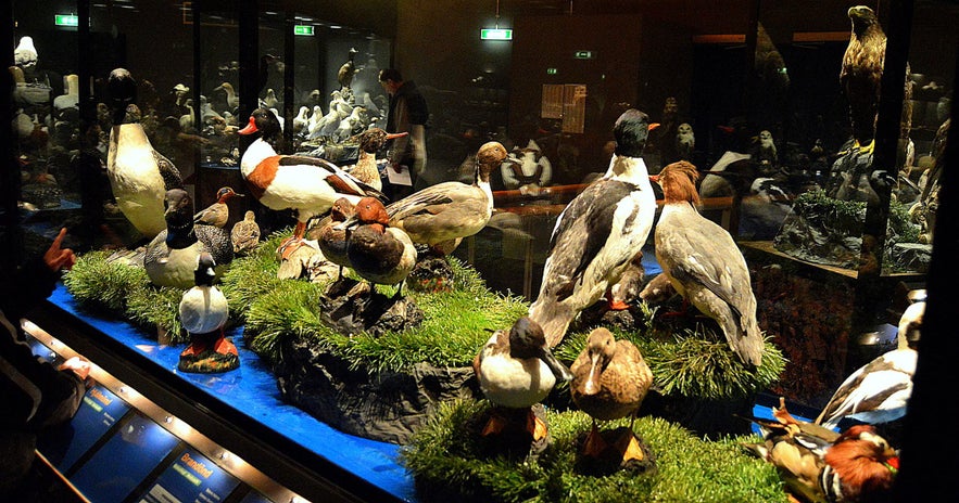 A collection of birds near Lake Myvatn.