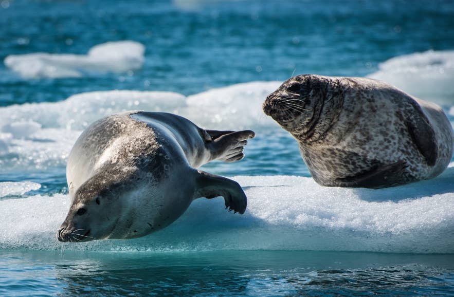 Twee zeehonden rusten op een drijvende ijsberg in de Jokulsarlon-gletsjerlagune in IJsland, omringd door helderblauw water en glinsterend ijs onder de zon.