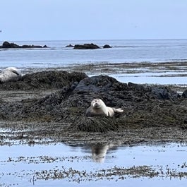 A seal is seen along the coastline in Trollaskagi peninsula.