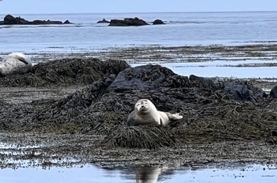 A seal is seen along the coastline in Trollaskagi peninsula.