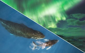 Make the most of your day in Iceland by seeing whales and northern lights.