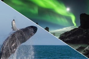 Search for whales in the day and northern lights during the night.