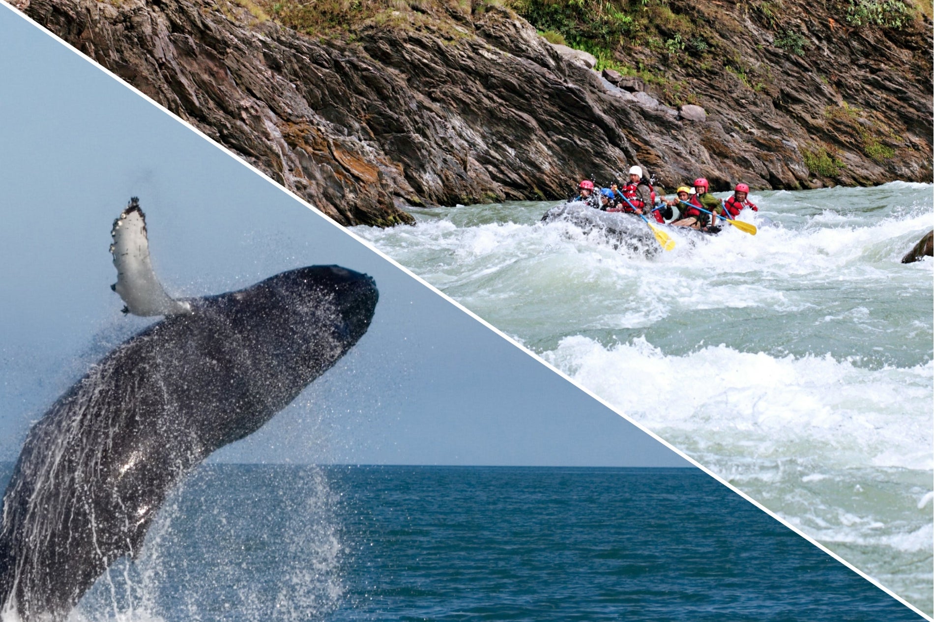 Go Whale Watching and River Rafting Tour in one day in Iceland.