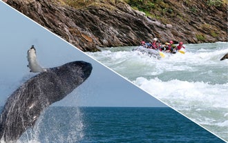 Go Whale Watching and River Rafting Tour in one day in Iceland.