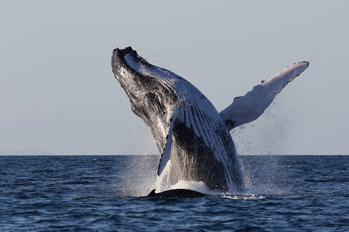 冰岛特色观鲸船游- 在大西洋看鲸鱼｜雷克雅未克出发| Guide to Iceland