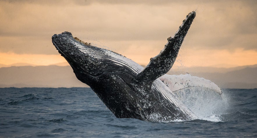 5 days in Iceland trip featuring whale watching in Reykjavik with a humpback whale leaping from the ocean.