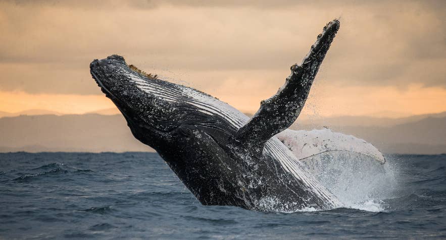 5 days in Iceland trip featuring whale watching in Reykjavik with a humpback whale leaping from the ocean.
