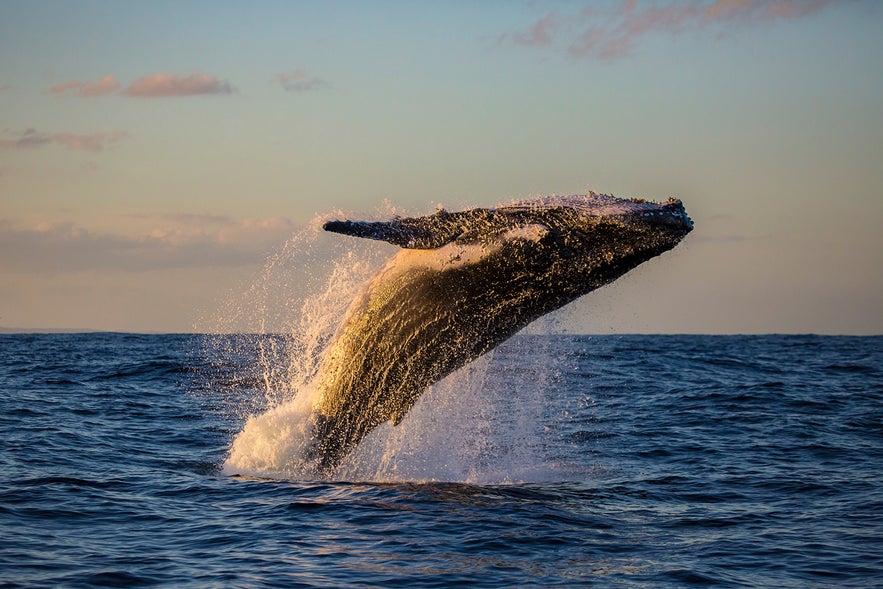 Whale breaching off the Icelandic coast during a guided wildlife tour with one of the top tour companies in Iceland.