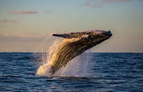 The Whale Watching Tour from Reykjavik