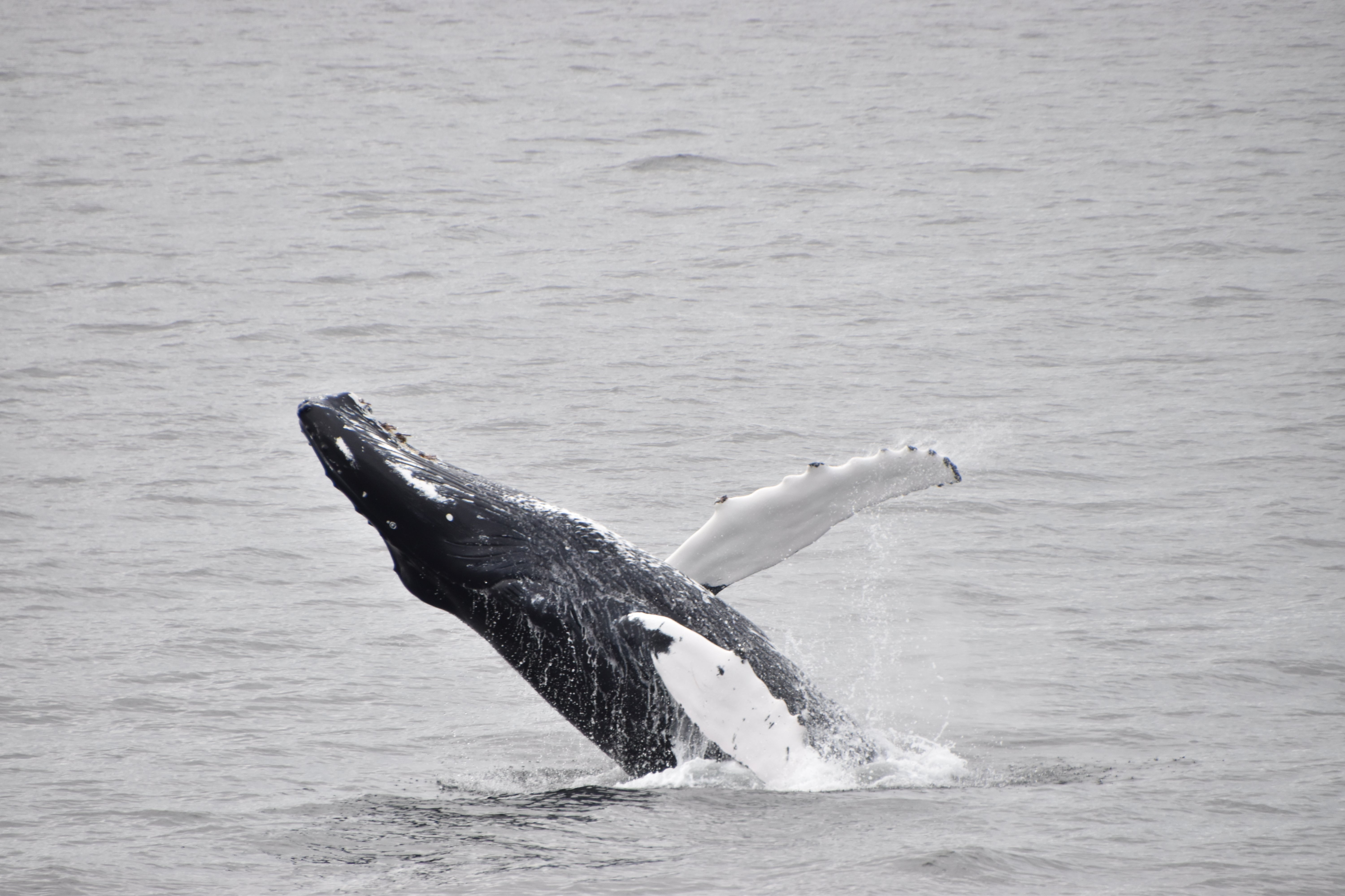 A humpback whale surfaces and dives in the Faxafloi bay surrounding Reykjavik.