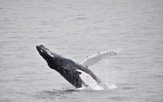 A humpback whale surfaces and dives in the Faxafloi bay surrounding Reykjavik.