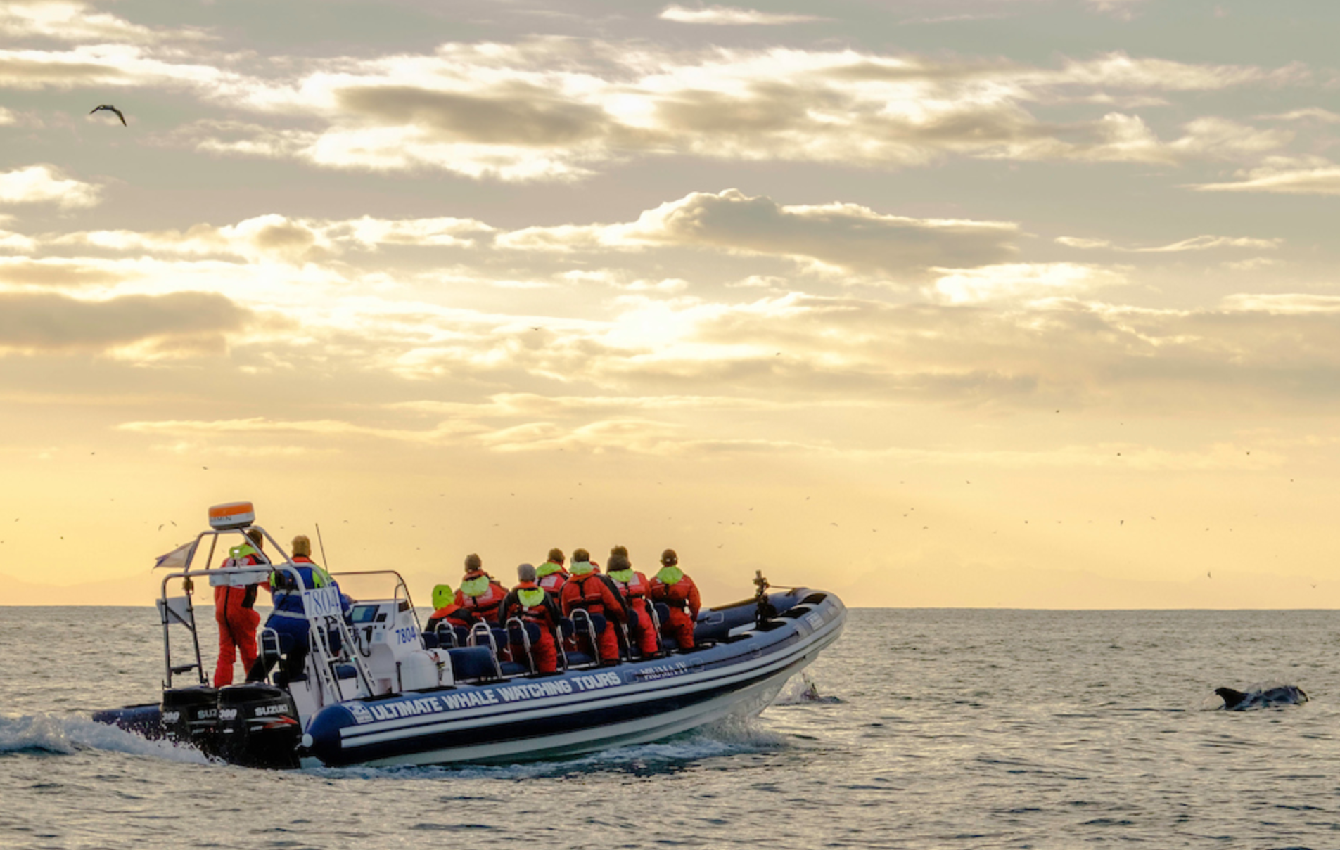 A group on a RIB boat on a whale watching tour from Akureyri.