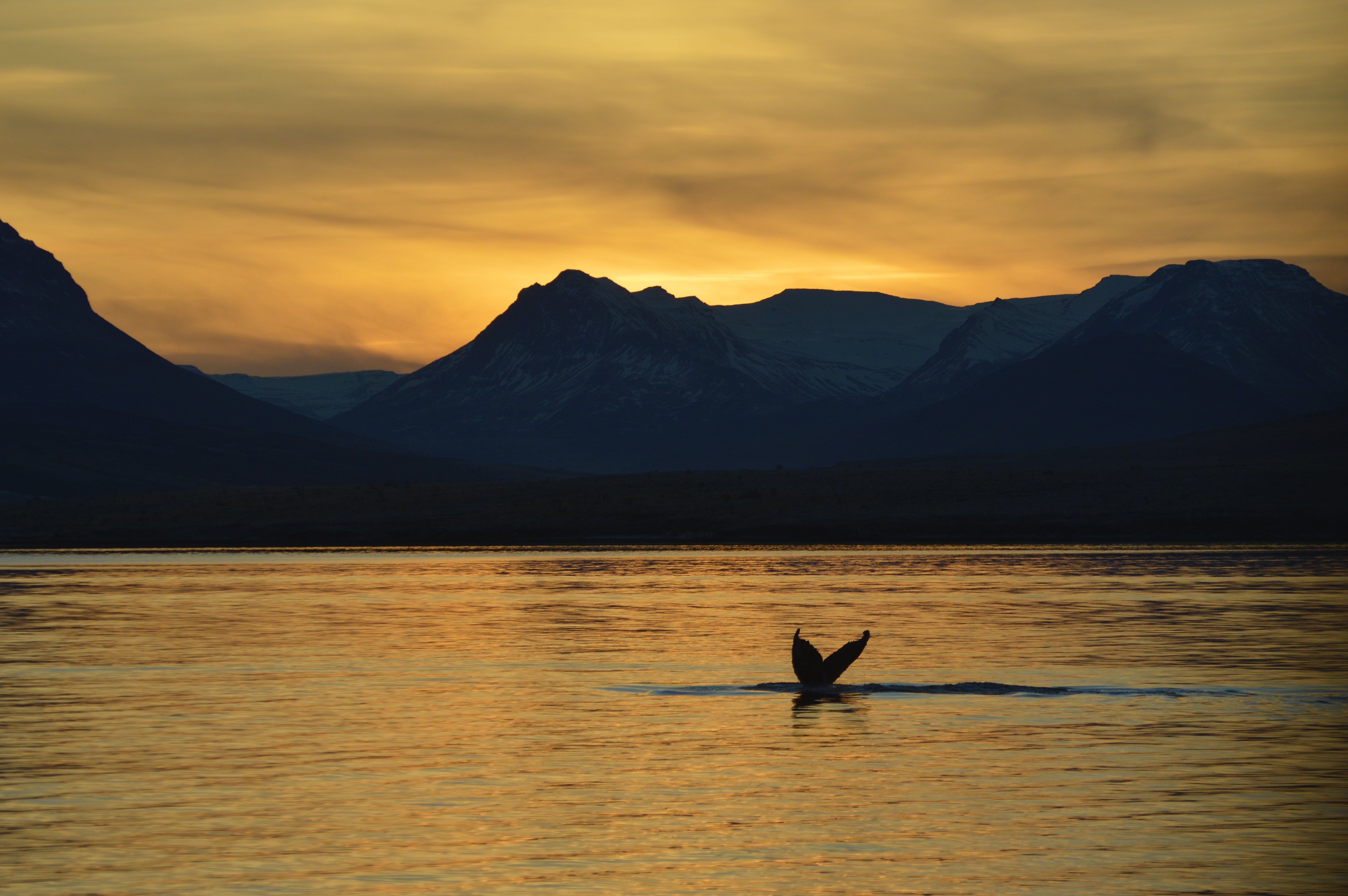 A whale's tail appears above the surface of the sea during sunset in Iceland.