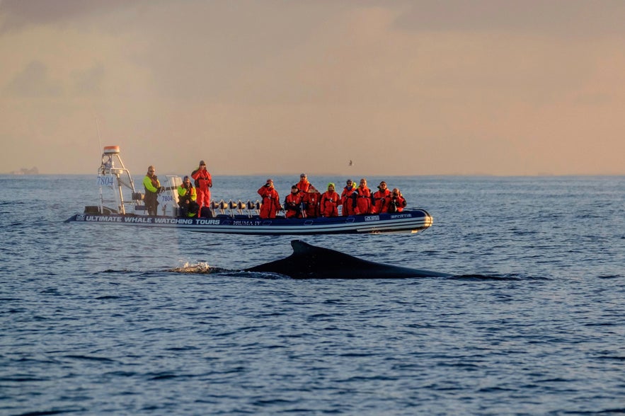 Whale watching boat tour with one of the tour companies in Iceland offering close encounters with marine wildlife.