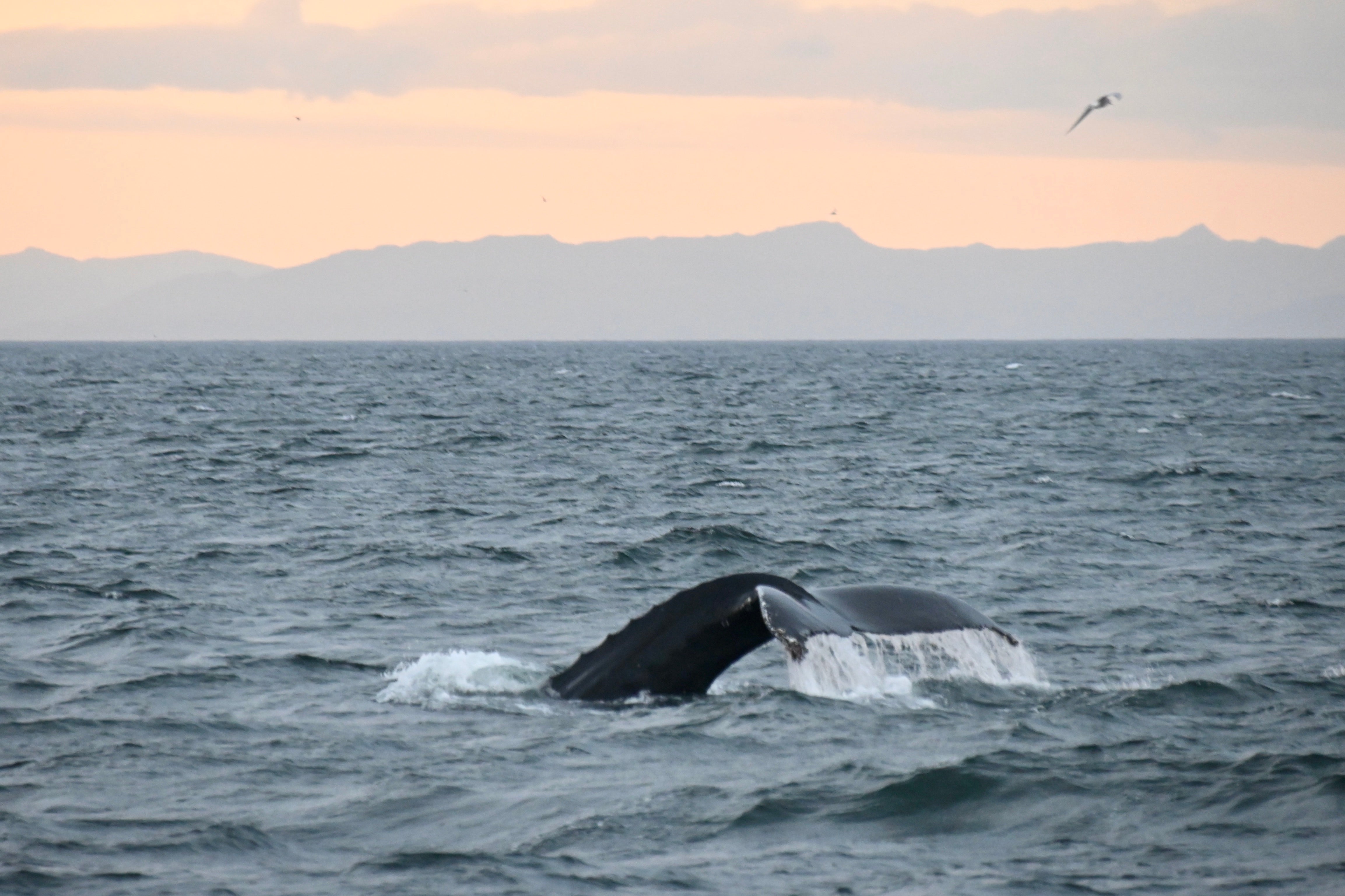 A whale's tail seen above the water's surface off the coast of Reykjavik.