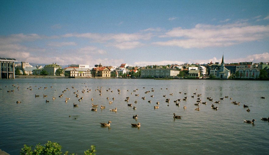 Many geese congregate in Tjornin.