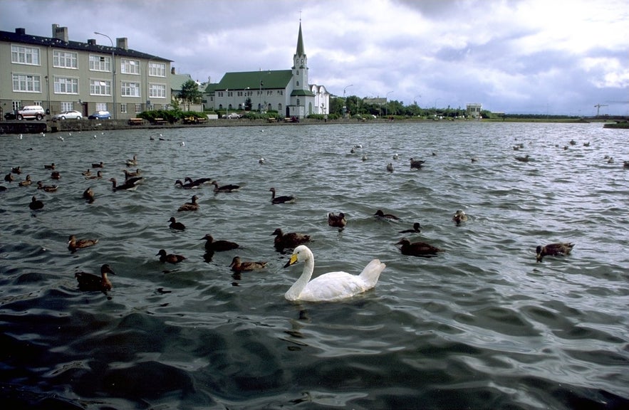 Species at the lake include Arctic Tern, Eider Ducks, Gadwalls. Greylag Geese, Seagulls, Scaup and Mallard Ducks