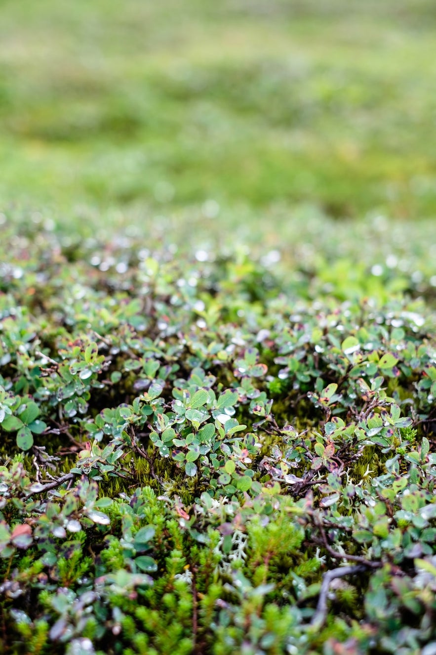 Einarsgardur has a flower garden with Icelandic flora.