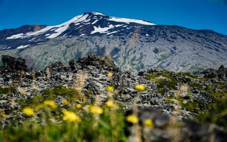 Las flores silvestres florecen en la Peninsula de Snaefellsnes.