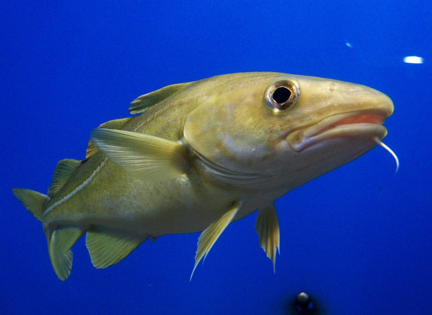 Cod tongue, anyone?