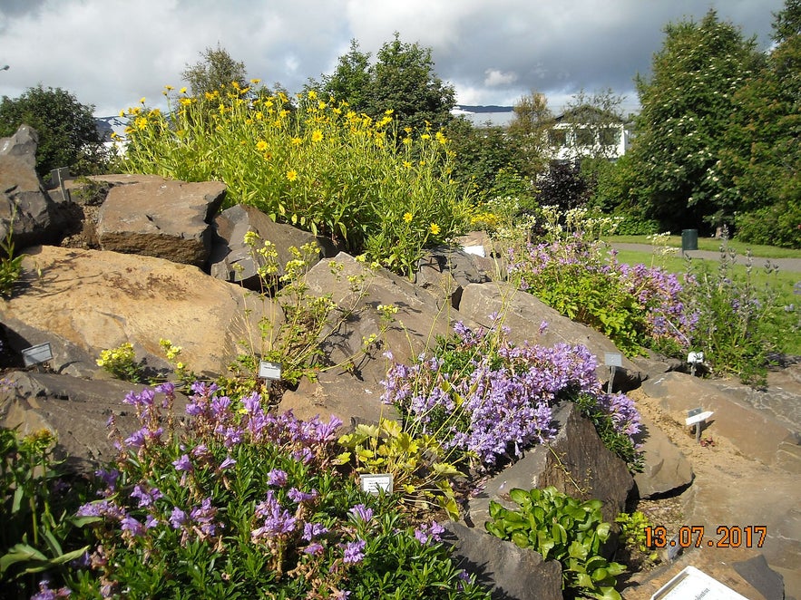 Flowers in bloom at the Akureyri Botanical Gardens.