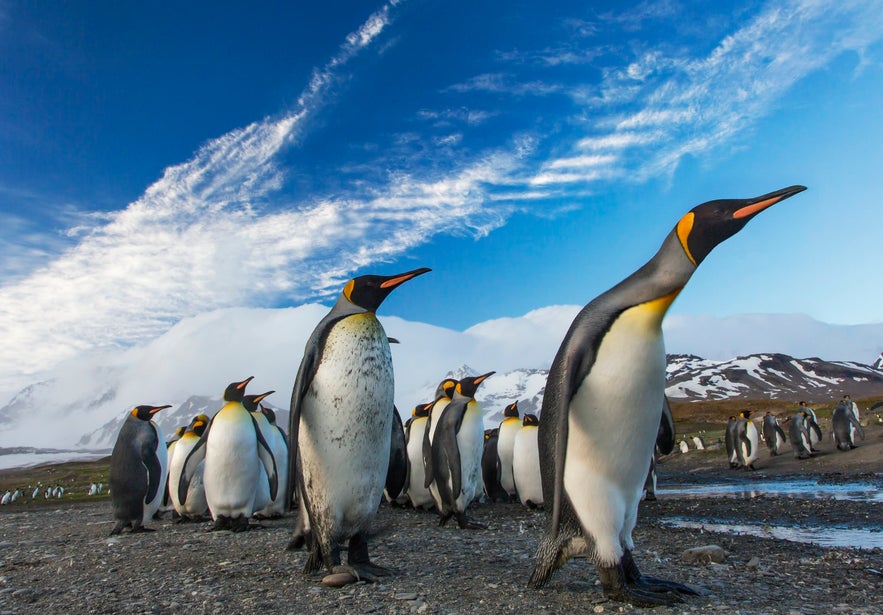 Just some of the many penguins that do not live in Iceland.