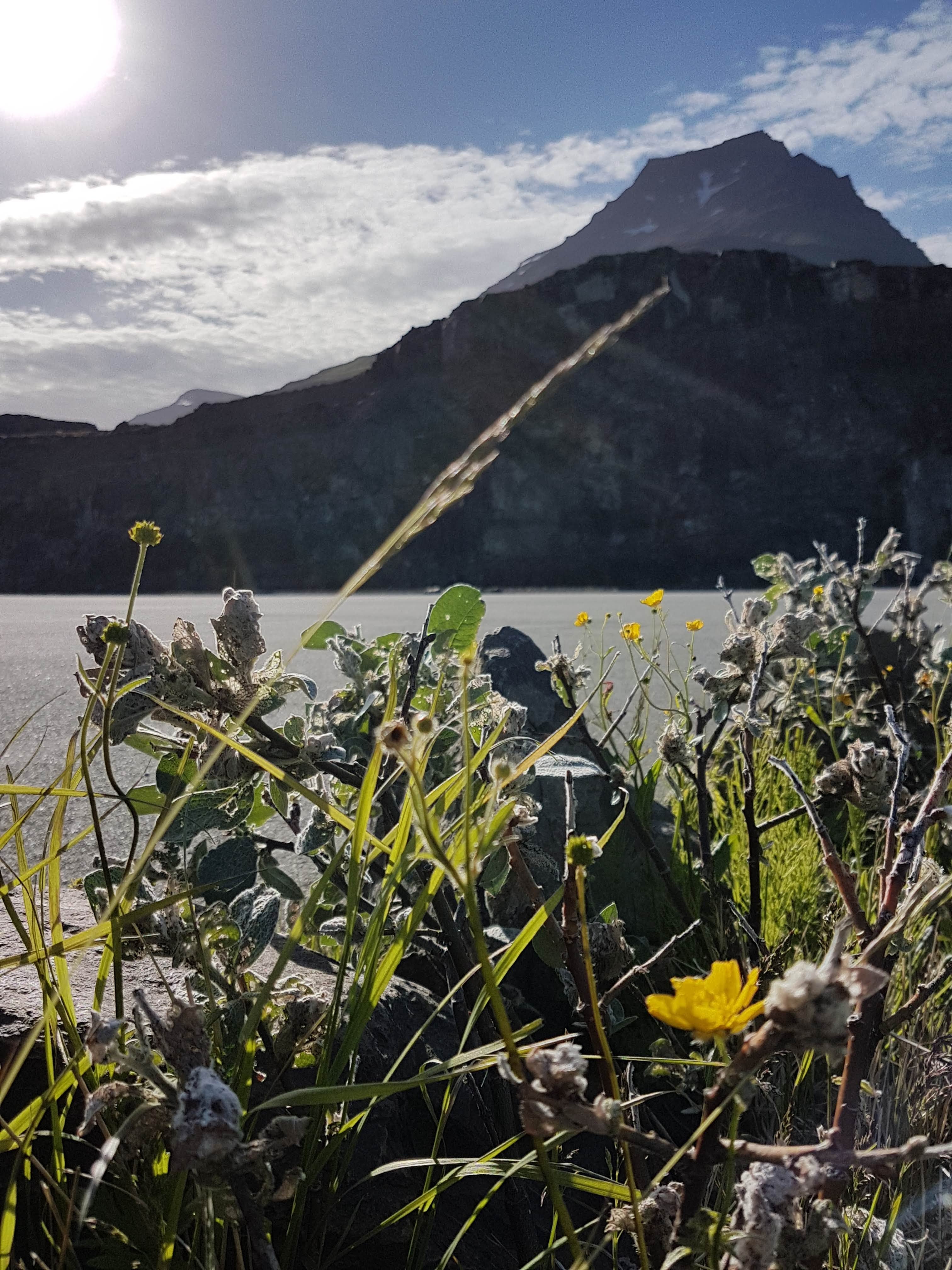 Wildflowers and vegetation thrive in Holmanes and East Iceland during summer.