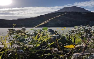 Wildflowers and vegetation thrive in Holmanes and East Iceland during summer.