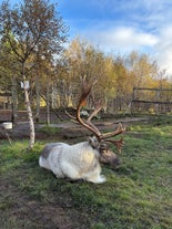 A visit at The Reindeer Park brings you closer to these majestic creatures.