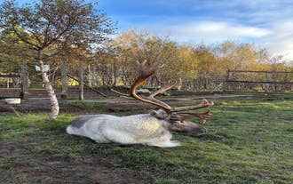 Una visita al Parco delle renne permette di avvicinarsi a queste maestose creature