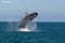 Husavik, dans le nord de l'Islande, est un endroit extraordinaire pour observer les baleines en été.