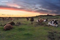 Dairy farming is an integral industry in Iceland.