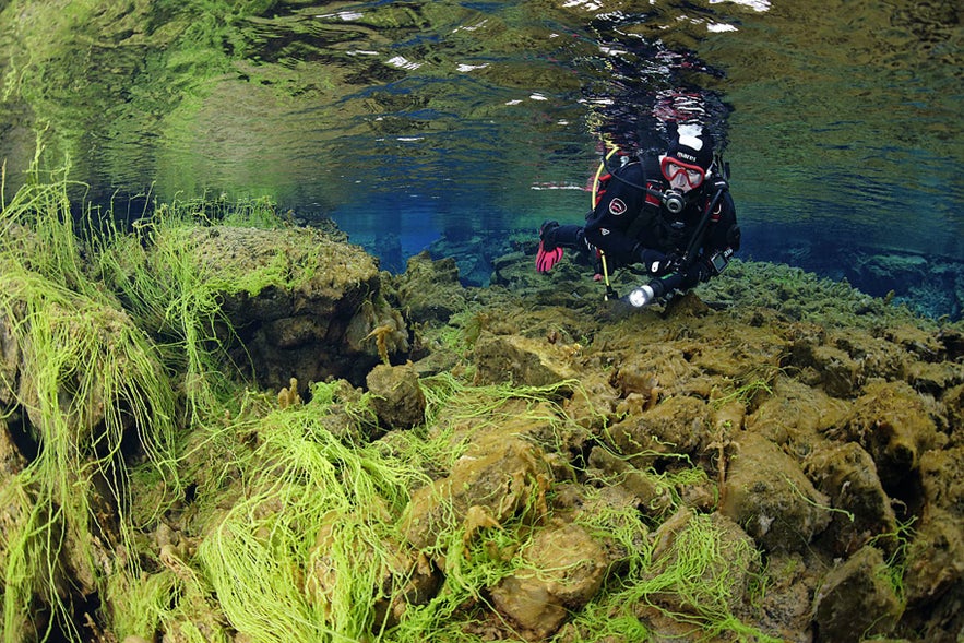 Scuba diver exploring Silfra Fissure in Thingvellir National Park, Iceland, surrounded by green algae and volcanic rock.
