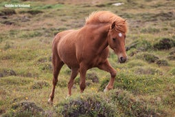 A horse trots by Hvanneyri.