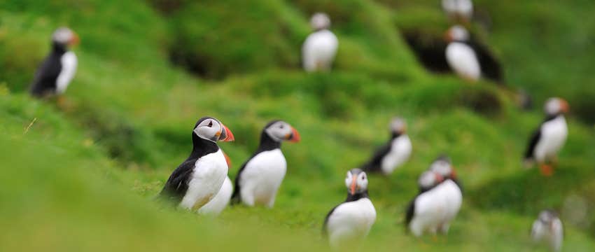 Reliable 3.15-Hour Bus Transfer from Isafjordur to Brjanslaekur Port