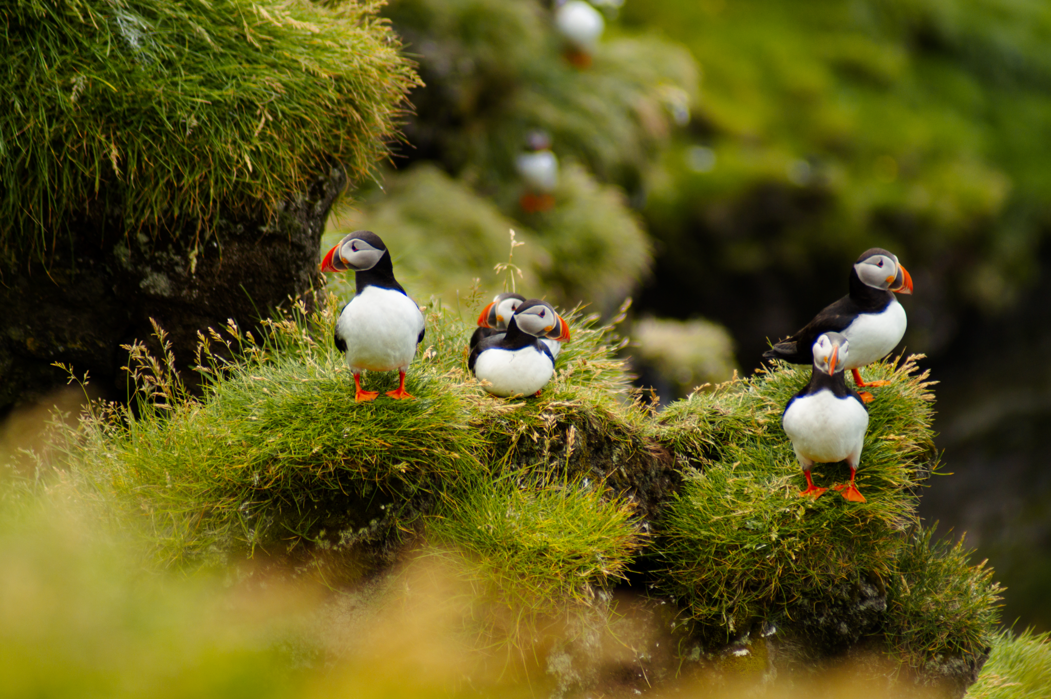 Puffins migrate to Iceland during the warmer months.