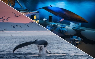 Learn about whales in the museum before heading out to search for them.