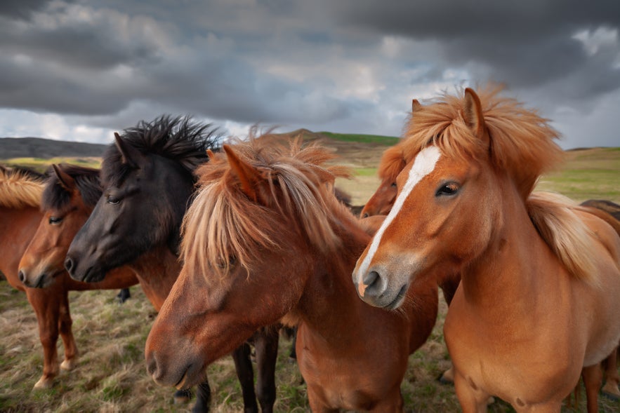 Group of Icelandic horses grazing in a green field near Borgarnes, Iceland, with mountains in the background.