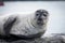 seal1.jpg