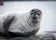 seal1.jpg
