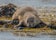 seal4.jpg