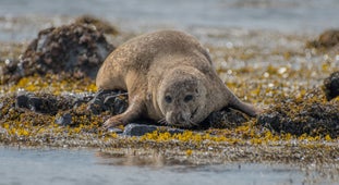 Seals hauling out at Ytri Tunga.