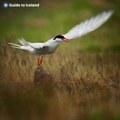 Thufa is close to several nesting sites for seabirds.