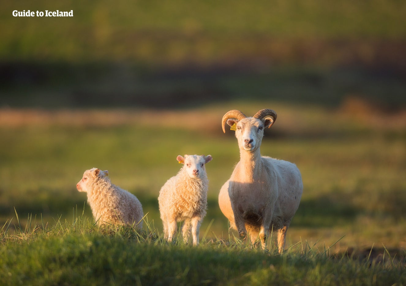 Sheep _ Unknown _ Summer _ WM.jpg