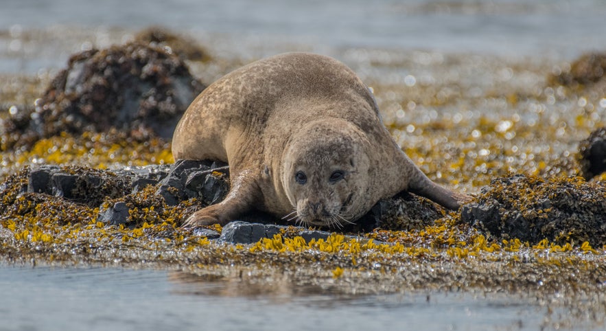 Hvammstangi is one of the best places in the world to learn about seals. Hvammstangi is one of the best places in the world to learn about seals.