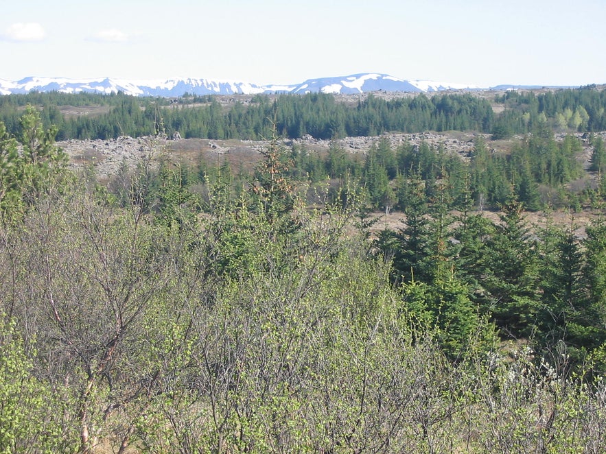 Heidmork is a popular recreational area.