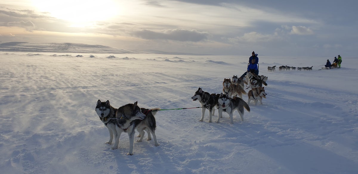 Unforgettable 2-Hour Siberian Husky Dog Sledding Tour in the Myvatn ...