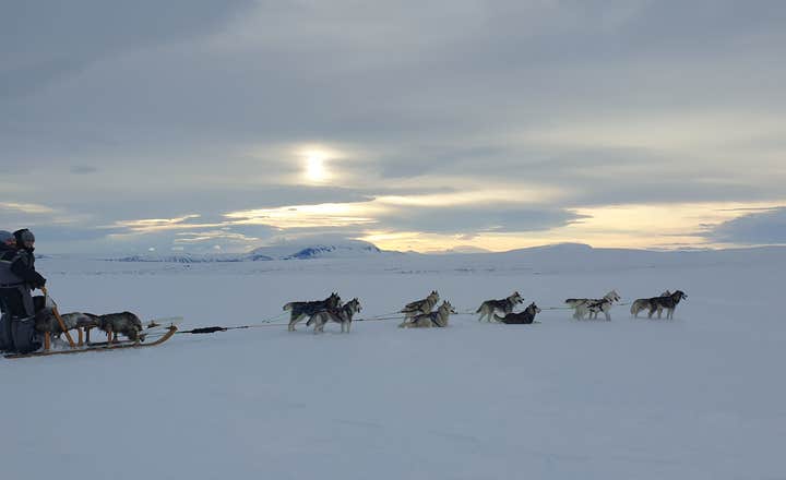 Psy rasy husky syberyjski ciągną sanie przez zaśnieżone pole.
