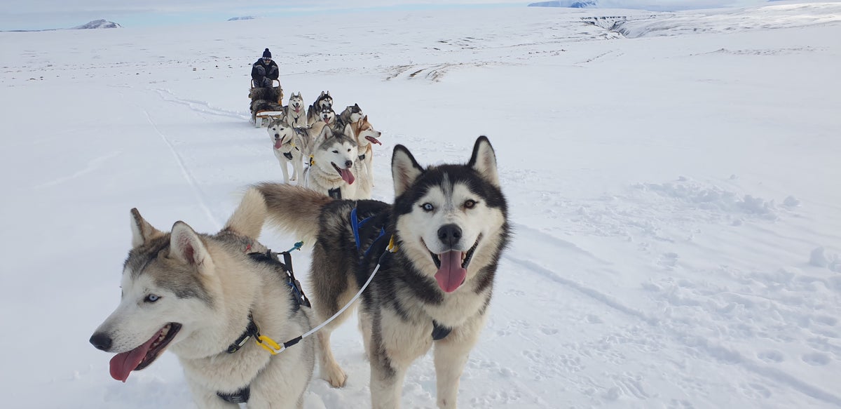 Dog Sledding Tour in Myvatn in North Iceland Siberian Husky Tour